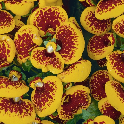 Calceolaria (Pocketbook Plant)