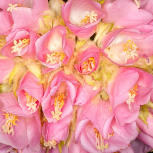 Dombeya (_Dombeya spp. – flowering shrubs_trees)