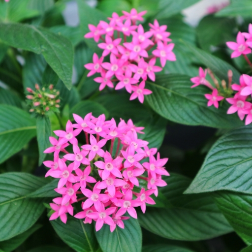 Egyptian Starflower (Pentas lanceolata)