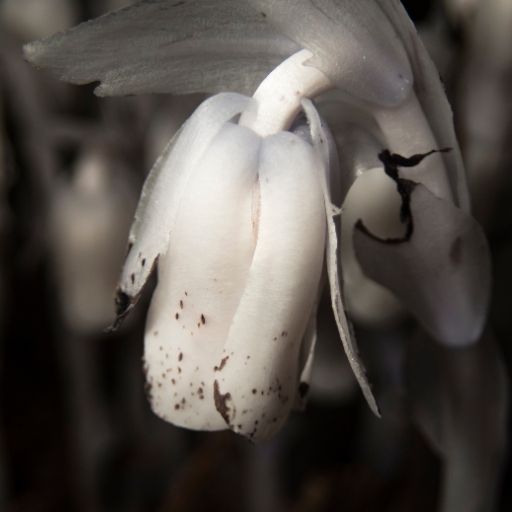 Ghost Pipe (Monotropa uniflora – flowering saprophyte)