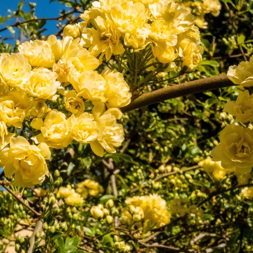 Lady Banksβ Rose (Rosa banksiae)