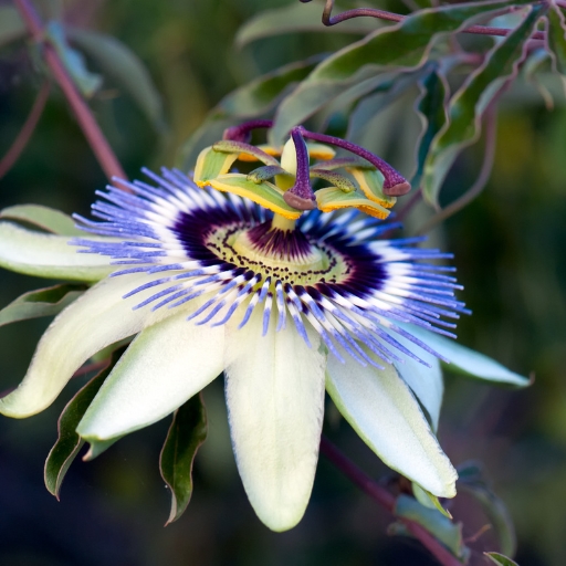 Passionfruit Flower (Passiflora edulis)
