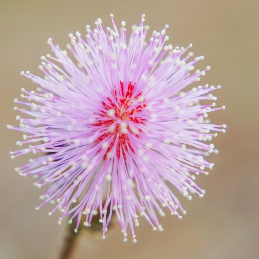 Sensitive Plant Flower (Mimosa pudica)