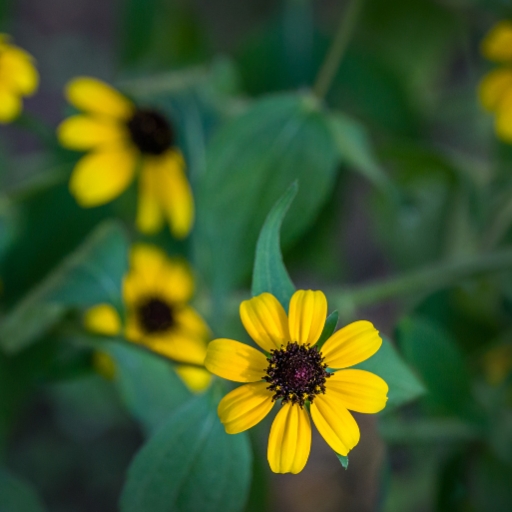 Three-lobed Coneflower (Rudbeckia triloba)