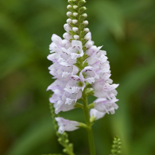 White Obedient Plant (Physostegia virginiana ‘Alba’)