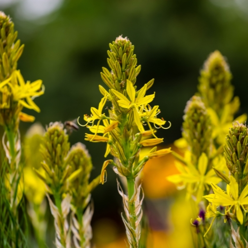 Bulbine