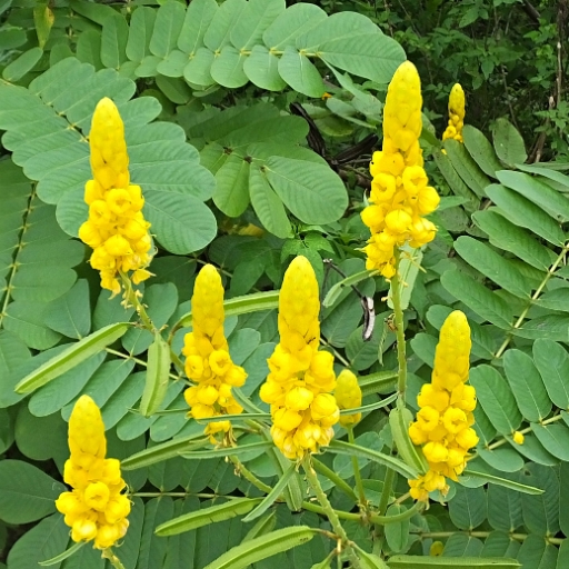Cassia (Senna flower)