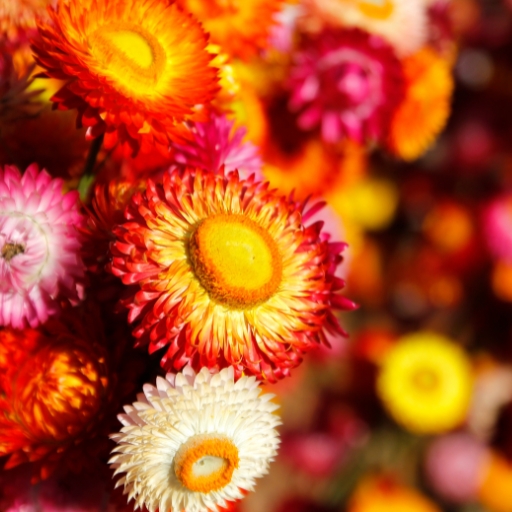 Everlasting Daisy (Helichrysum bracteatum)