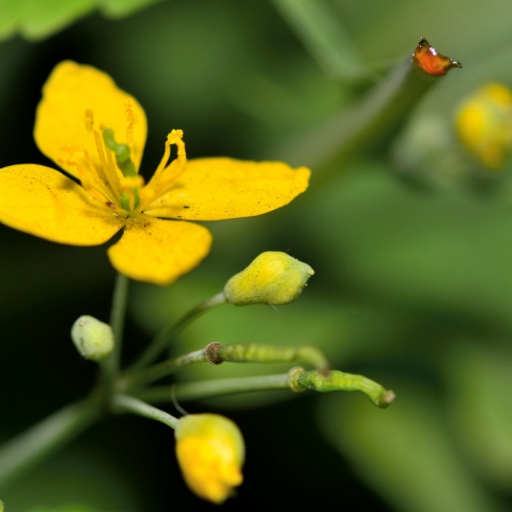 Greater Celandine (Chelidonium majus)