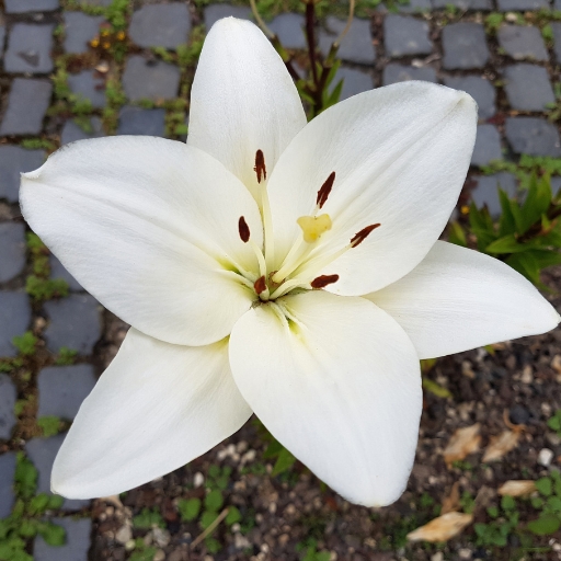 Lilium candidum (Madonna Lily)