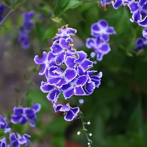 Pigeon Berry (Duranta erecta – flowering shrub)