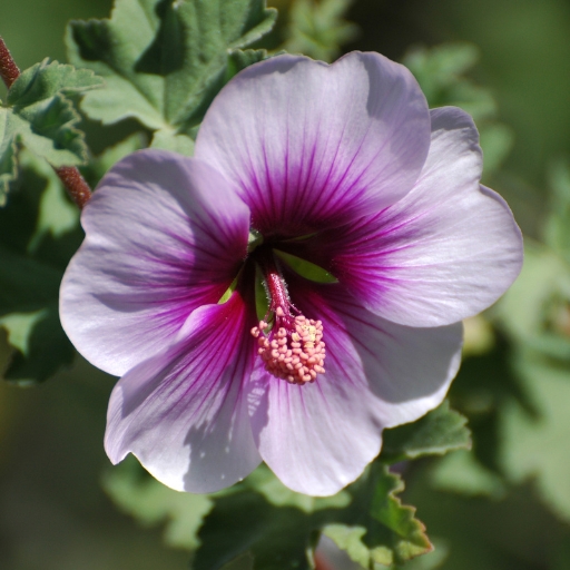 Tree Mallow (Lavatera spp.)