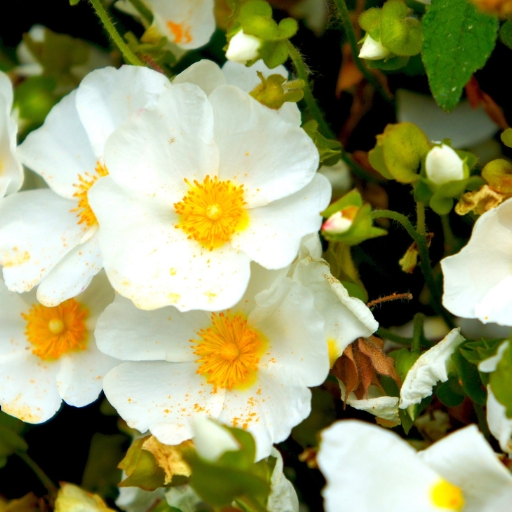 White Rockrose (Cistus × hybridus)