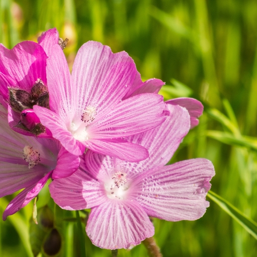 Sidalcea (Sidalcea malviflora – Checker Mallow)