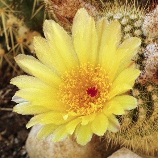 Ball Cactus Flower