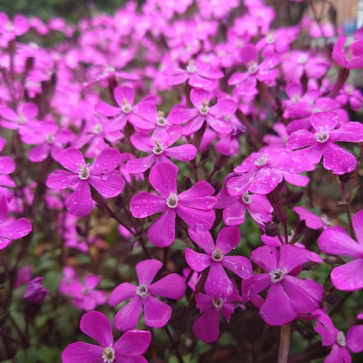 Catchfly (Silene)