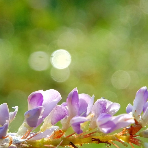 Desmodium (_Desmodium spp. – small-flowered legumes)