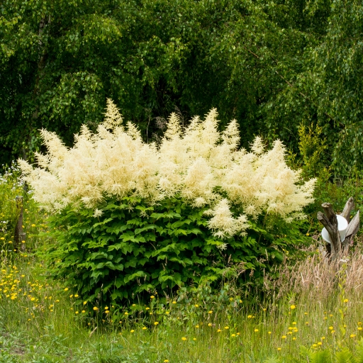 Giant Fleeceflower (Persicaria polymorpha)