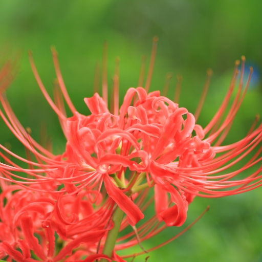 Lycoris (Lycoris radiata – Spider Lily)