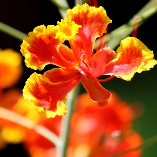 Pride of Barbados (Caesalpinia pulcherrima)
