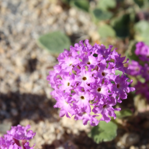 Sand Verbena (Abronia spp.)