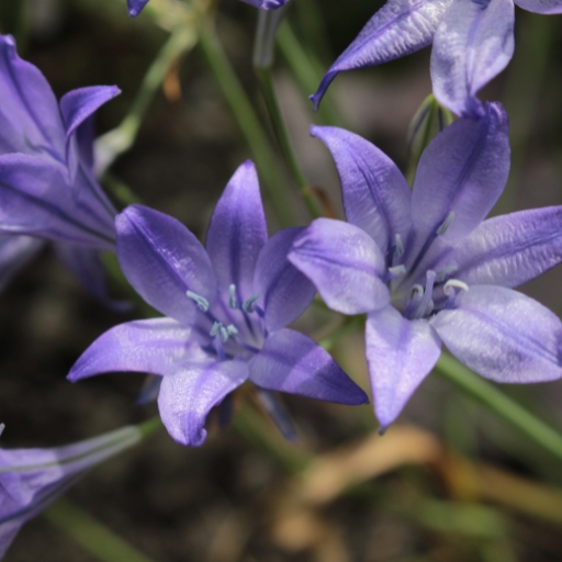 Triteleia (Triteleia laxa – also known as Queen Fabiola)