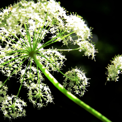 Aralia (flowering type)