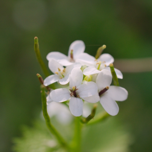 Bittercress (when in bloom)