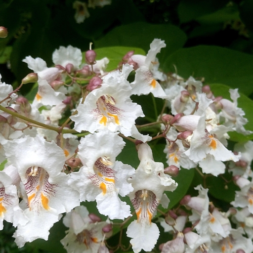 Catalpa Flower