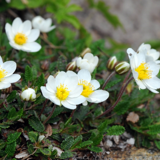 Dryas (_Dryas octopetala – mountain avens)