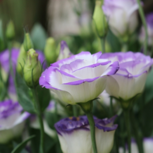 Eustoma (Eustoma grandiflorum – Lisianthus)
