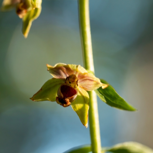 Giant Helleborine (Epipactis gigantea)
