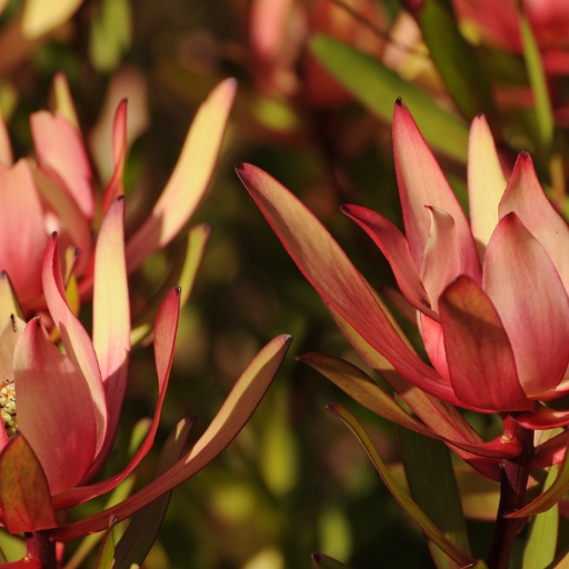 Leucadendron (Leucadendron salignum)