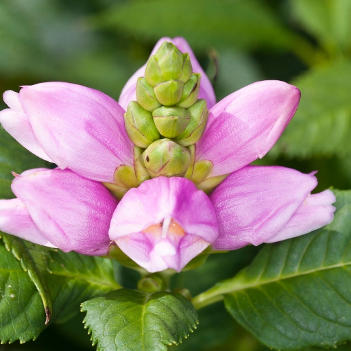 Pink Turtlehead (Chelone obliqua)