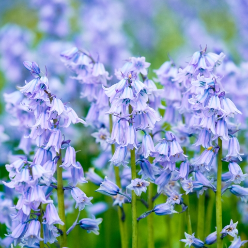 Spanish Bluebell (Hyacinthoides hispanica)