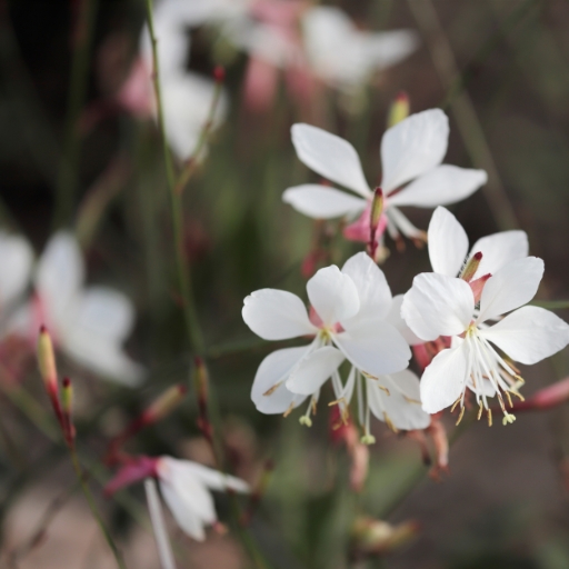 White Gaura (Oenothera lindheimeri ‘Whiskers’)