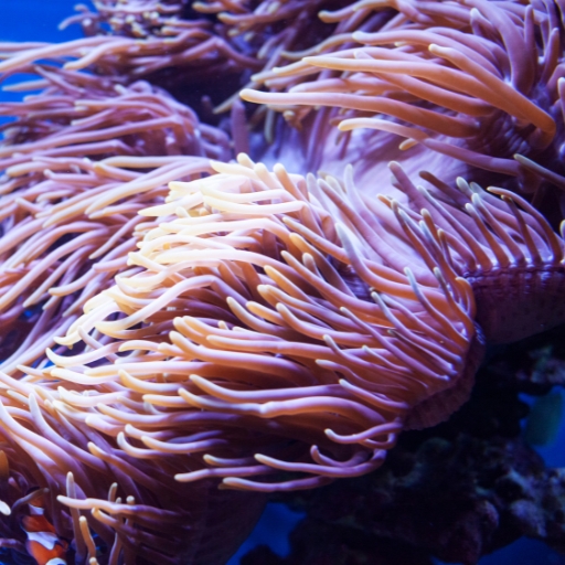 Anemone