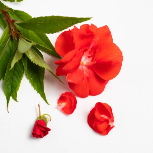 Balsam