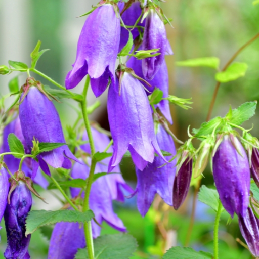 Campanula (Bellflower)