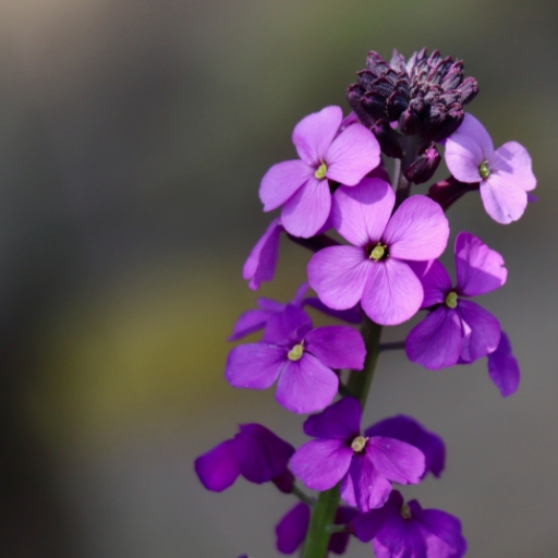 Dameβs Rocket (Hesperis matronalis)