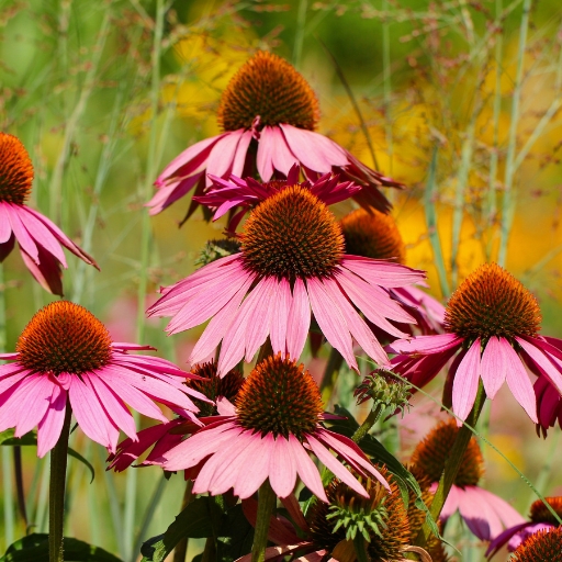Echinacea (Echinacea purpurea – Coneflower)