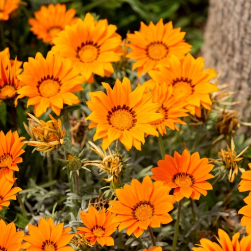 Gazania (Gazania rigens)