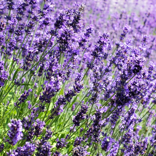 Lavender (Lavandula angustifolia)