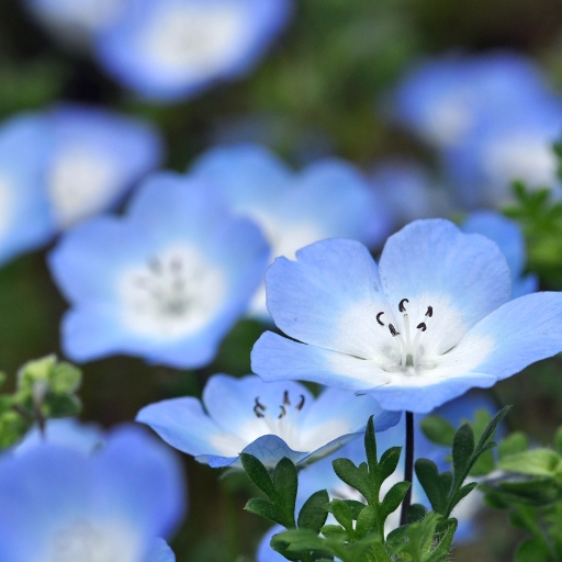 Nemophila (Nemophila menziesii – Baby Blue Eyes)