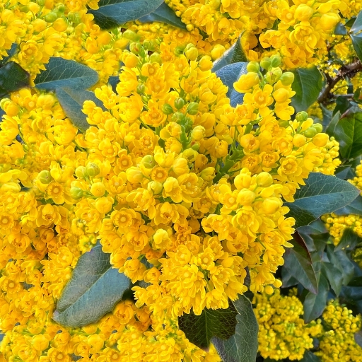 Oregon Grape (Mahonia aquifolium – yellow flowering shrub)