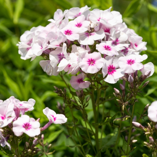 Phlox (Phlox paniculata)