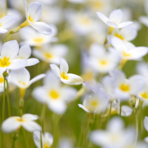 Quaker Ladies (Houstonia caerulea)