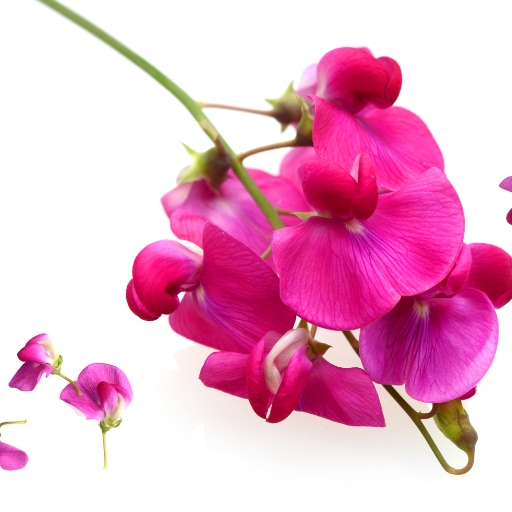 Sweet Pea (Lathyrus odoratus)