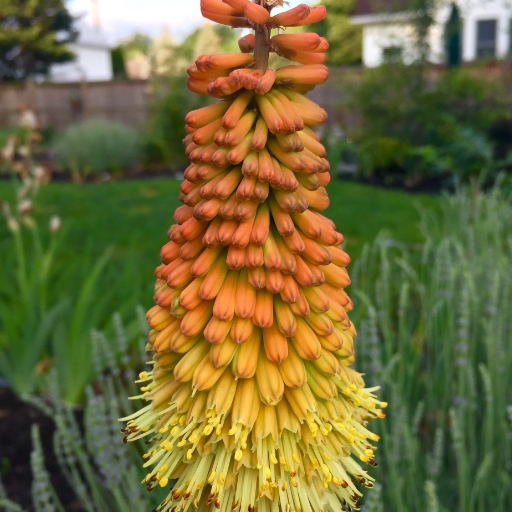 Torch Lily (Kniphofia uvaria – Red Hot Poker)