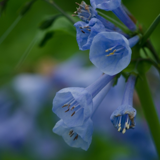 Virginia Bluebells (Mertensia virginica)